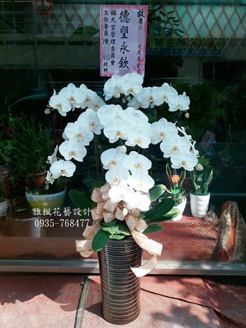 白色的祝福，立地型高雅白花蝴蝶蘭盆栽(適用於弔慰_告別式喪事禮儀)