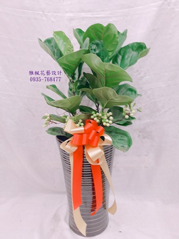 琴葉榕盆栽，要預訂，常缺貨0935768477雅楓彰化花店免費外送服務