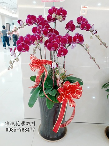 大城花店，喜慶開幕蘭花盆栽社頭花店