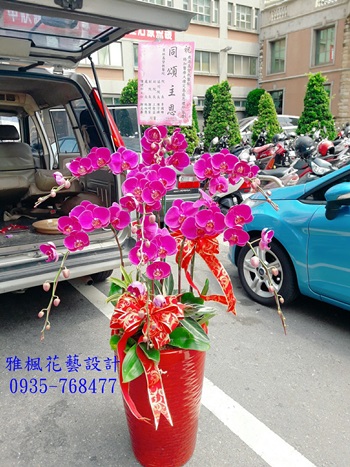 賀禮用蘭花盆栽南投縣水里鄉花店，南投縣仁愛鄉花店