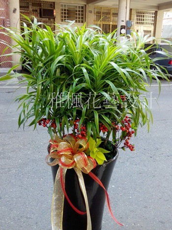 賀禮綠色盆栽二崙花店，崙背花店，口湖花店