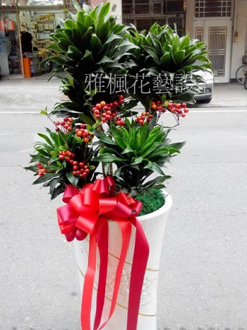 雅楓花店，開幕喬遷盆栽林內花店