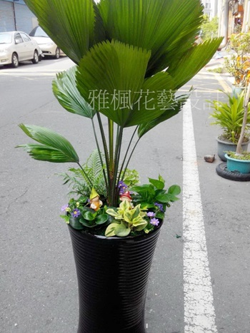 大埤花店，土庫花店，發財樹盆栽北港花店