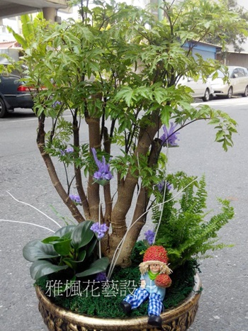 榮升祝賀盆栽雲林花店，褒忠花店，東勢花店
