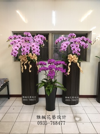 驚豔四方_大型蘭花盆栽員林花店推薦0920768477雅楓花藝設計