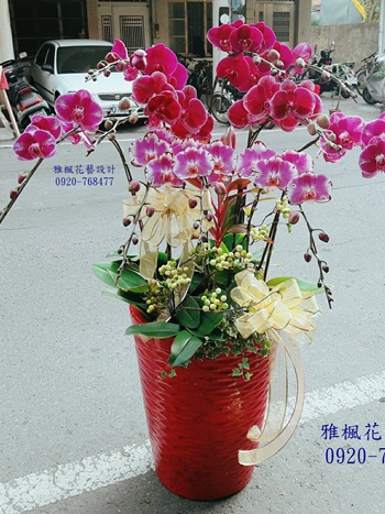 喜事蘭花盆栽褒忠花店，新婚祝賀蘭花盆栽雅楓花店