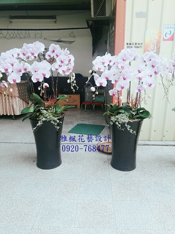 粉色系追思蘭花盆栽推薦南投花店斗六花店