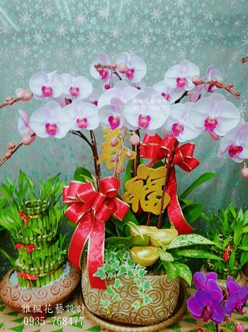 新居落成蘭花盆栽雲林東勢花店，台西花店