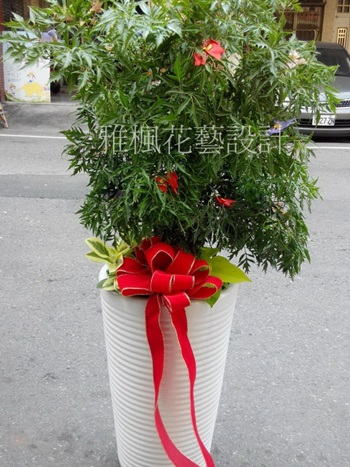 雅楓花店開幕賀禮盆栽，信義鄉花店，仁愛鄉花店