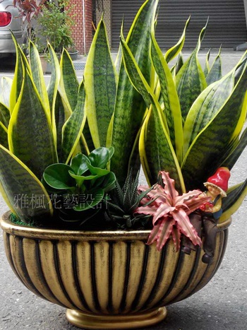芬園鄉花店_開幕盆栽伸港鄉花店_花壇鄉花店