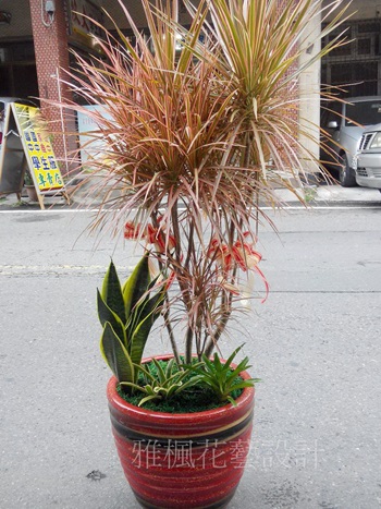 北斗鎮花店_周年慶盆栽員林市花店_二水鄉花店
