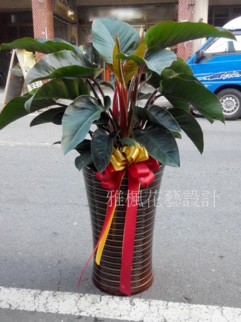 台中市新社區花店_開幕盆栽台中市大雅區花店_台中市石岡區花店