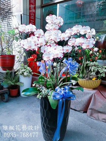 溪州花店，追思蘭花盆栽花壇花店