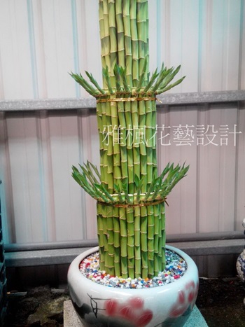 虎尾花店朋友開店送開運竹盆栽，新廠落成賀禮盆栽彰化花店