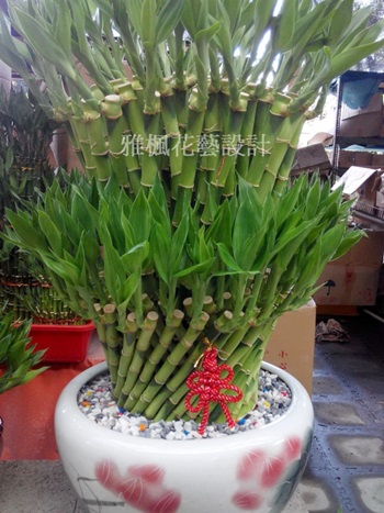芬園花店