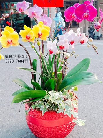 展覽蘭花盆栽員林市雅楓花店，南投縣鹿谷鄉花店，南投縣埔里鎮花店