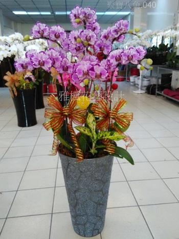 彰化縣埔鹽鄉花店，彰化縣福興鄉花店工廠落成蘭花盆栽，南投市花店