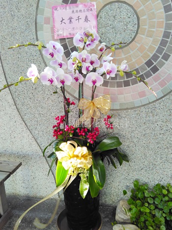 土庫花店，北港花店，蝴蝶蘭花盆栽開幕誌慶雅楓花店