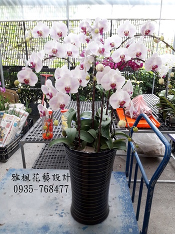 雲林縣林內鄉花店喪禮蘭花盆栽，雲林縣二崙鄉花店
