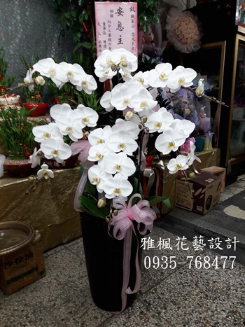 公祭場合蘭花盆栽草屯鎮花店_追思蘭花盆栽鹿谷鄉花店