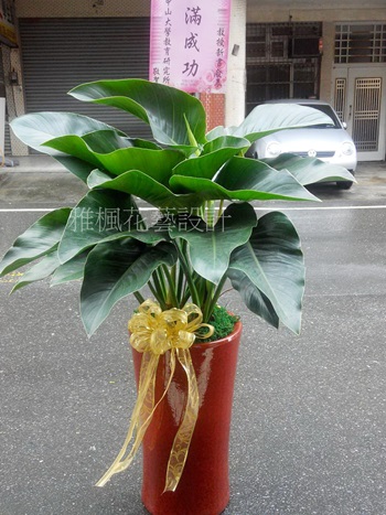 雲林縣斗六市花店榮升榮調賀禮盆栽雲林縣北港鎮花店
