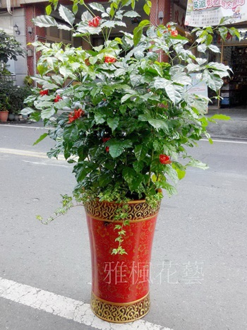 台中市大里區花店喬遷擴大營業賀禮盆栽雲林縣古坑鄉花店