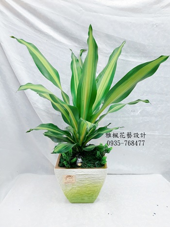 開店祝賀花禮台中市大甲區花店_台中市北屯區花店