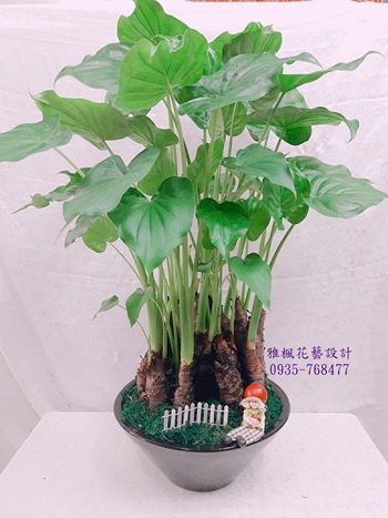 朋友開幕賀禮盆栽二崙鄉花店，埤頭鄉花店