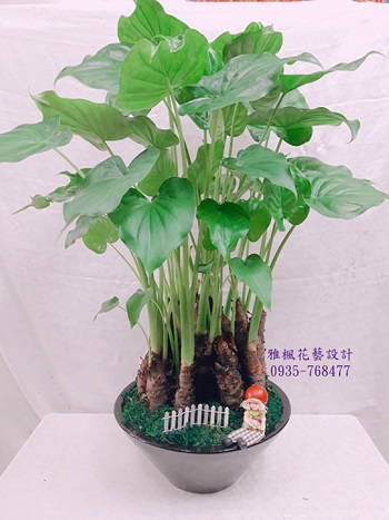 桌上型佛手竽盆栽_外送盆栽指定0935768477斗南花店