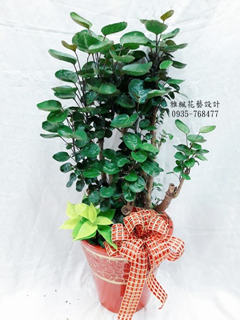 古坑花店，大埤花店盆栽批發0935768477