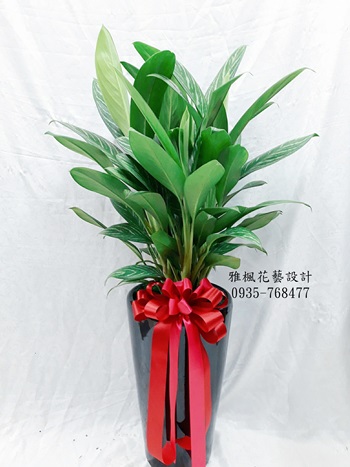 東勢花店，台西花店長官榮調推薦盆栽