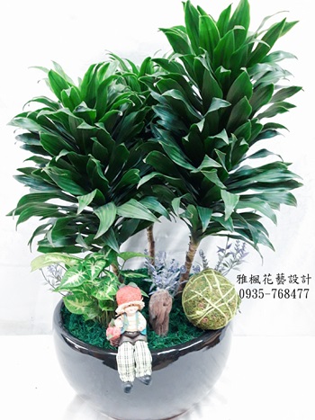 桌上型阿波羅盆栽_好照顧，過濾髒空氣效果很好，南投市雅楓花店
