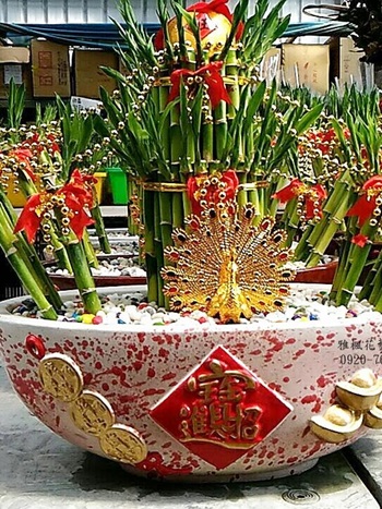新居落成盆栽祝賀南投縣竹山鎮花店新開幕賀禮盆栽，校長榮調盆栽南投縣國姓鄉花店