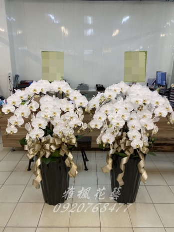 白色蘭花一盆6300元，二盆11500元起，台中花店雅楓花藝告別式蘭花盆栽