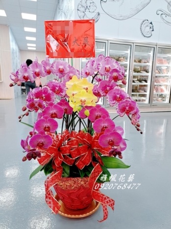 多色組合一盆5200元_二盆9500元_開幕蘭花盆栽祝賀