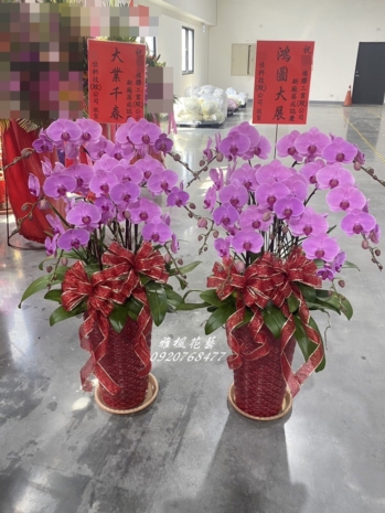 粉色蘭花一盆4500元，二盆8500元起，虎尾花店送開幕誌慶粉色系蝴蝶蘭花盆栽