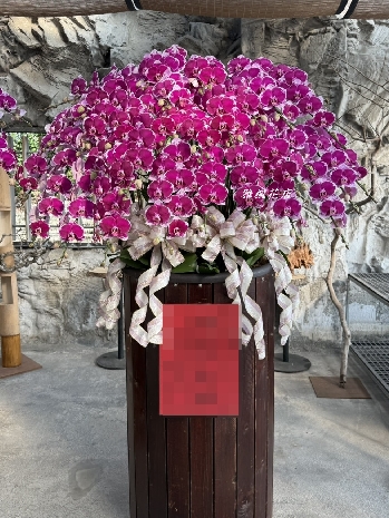 一盆售價:26000元_特價二盆50000元起_雲林蘭花盆栽